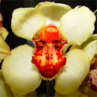 Florais - SINTE CEATH Curso EAD